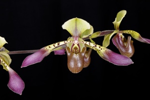 Paphiopedilum lowii Rebecca HCC/AOS 75 pts.